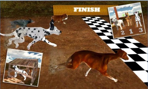 Greyhound Dog Racing 3D截图(2)
