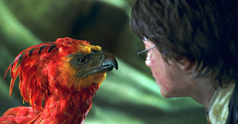 福克斯是什么动物