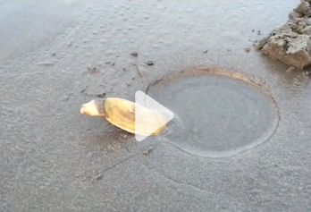 《抖音》象拔蚌梗的介绍