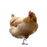 《抖音》养鸡表情包动图分享