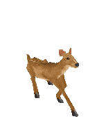 《抖音》养鸡表情包动图分享