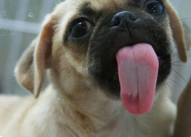 8424268梗出处含义介绍