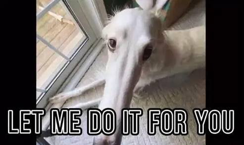 长鼻狗梗出处含义介绍