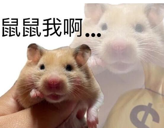 鼠鼠我呀梗出处介绍