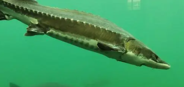 《支付宝》神奇海洋3月27日答案分享