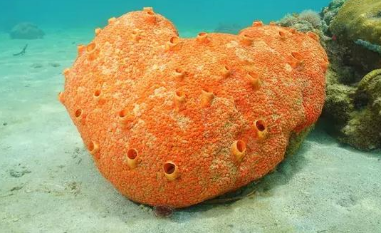 《支付宝》神奇海洋4月7日答案分享