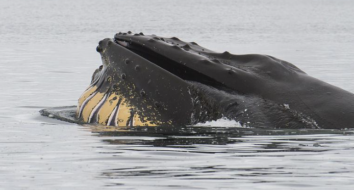《支付宝》蚂蚁庄园2023年4月11日每日一题答案