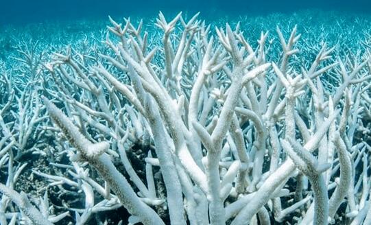 《支付宝》神奇海洋5月23日答案分享