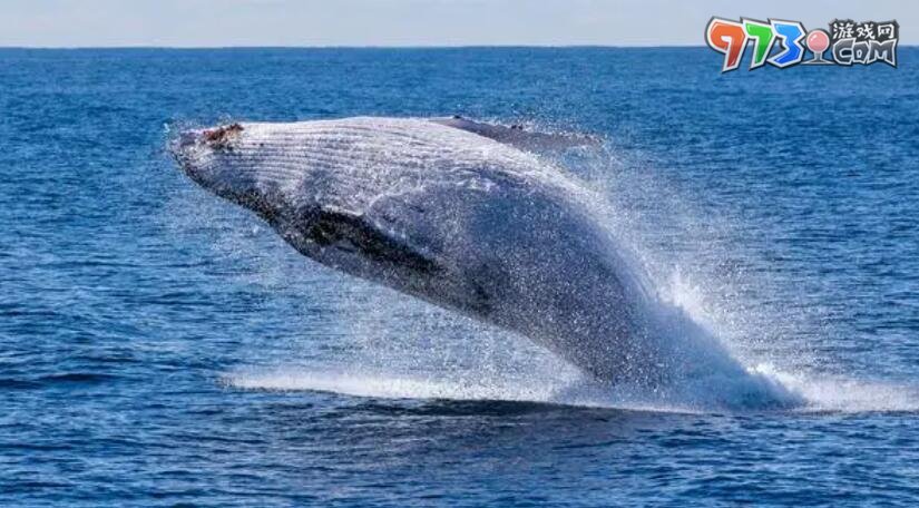 《支付宝》神奇海洋6月25日答案介绍