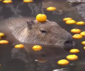 水豚精神症状梗的意思介绍