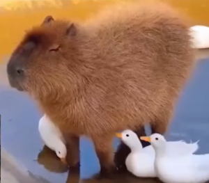 水豚精神症状梗的意思介绍