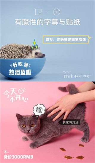 猫饼视频截图(3)