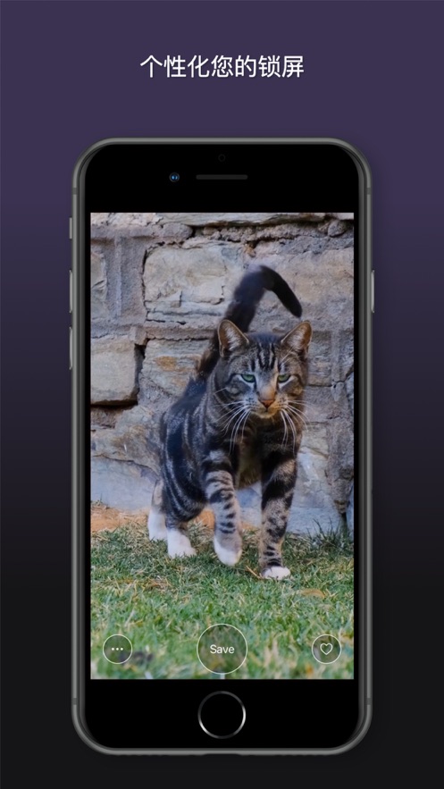 猫动态壁纸截图(3)