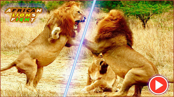 非洲狮模拟器截图(3)