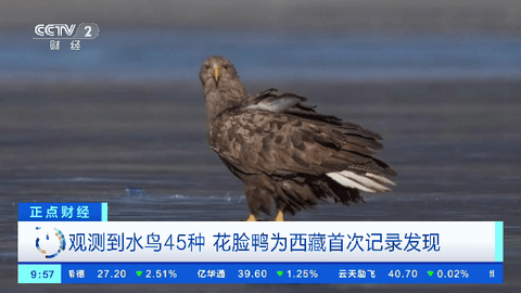 小凯直播截图(2)