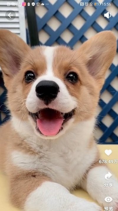 闪闪来电秀截图(3)