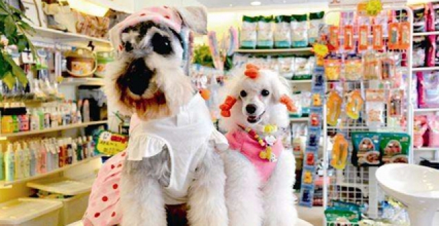 宠物购物软件大全