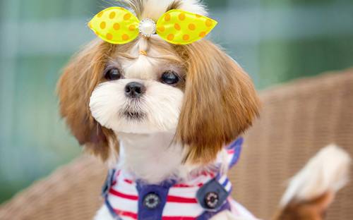 修狗梗出处含义介绍