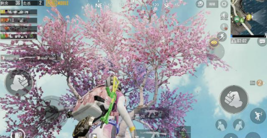 绝地求生刺激战场樱花树在哪个地方 刺激战场樱花树位置一览